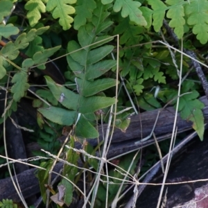 Blechnum sp. at Deua National Park (CNM area) - 29 May 2024