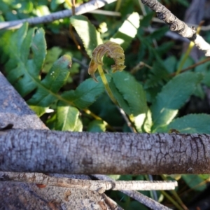 Blechnum sp. at Deua National Park (CNM area) - 29 May 2024