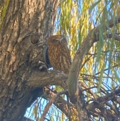 Ninox boobook (Southern Boobook) at Parkes, ACT - 31 May 2024 by SilkeSma