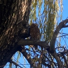 Ninox boobook at Mount Ainslie to Black Mountain - 31 May 2024