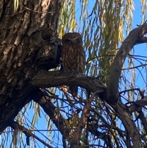 Ninox boobook at Mount Ainslie to Black Mountain - 31 May 2024