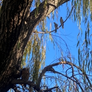 Ninox boobook at Mount Ainslie to Black Mountain - 31 May 2024