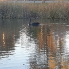 Cygnus atratus (Black Swan) at Watson Green Space - 31 May 2024 by AdrianM