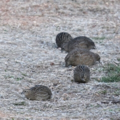 Synoicus ypsilophorus (Brown Quail) at Fyshwick, ACT - 29 May 2024 by davidcunninghamwildlife