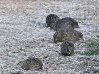 Synoicus ypsilophorus (Brown Quail) at Jerrabomberra Wetlands - 29 May 2024 by davidcunninghamwildlife