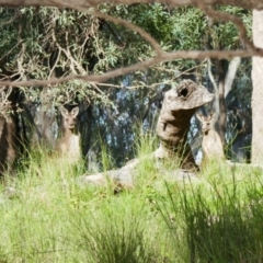 Macropus giganteus at Collarenebri, NSW - 24 May 2024 by MB