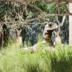 Macropus giganteus (Eastern Grey Kangaroo) at Collarenebri, NSW - 25 May 2024 by MB