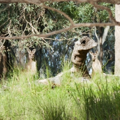Macropus giganteus at Collarenebri, NSW - 24 May 2024 by MB