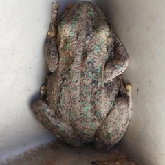 Unidentified Frog at Balranald, NSW - 27 Nov 2021 by MB