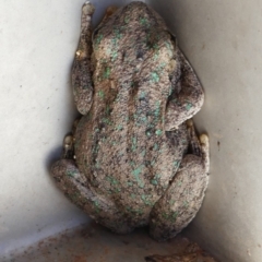 Litoria peronii (Peron's Tree Frog, Emerald Spotted Tree Frog) at Balranald, NSW - 27 Nov 2021 by MB