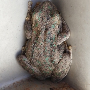 Litoria peronii at Balranald, NSW - 27 Nov 2021 12:06 PM
