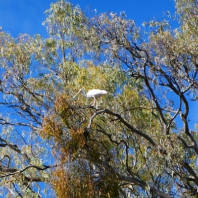 Platalea flavipes (Yellow-billed Spoonbill) at Yanga, NSW - 26 Nov 2021 by MB