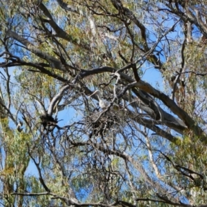 Platalea flavipes at Yanga, NSW - 27 Nov 2021