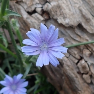 Cichorium intybus at Waugorah, NSW - 25 Nov 2021 09:29 AM