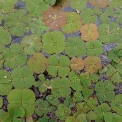 Marsilea drummondii (Common Nardoo) at Waugorah, NSW - 25 Nov 2021 by MB