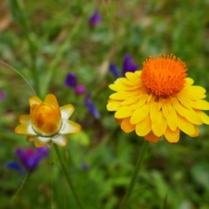 Xerochrysum sp. at Maude, NSW - 23 Nov 2021