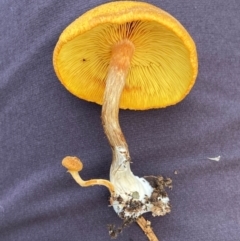 Gymnopilus sp. (Gymnopilus) at Bungonia National Park - 24 Apr 2023 by AJB