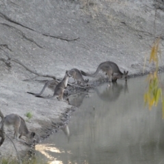 Macropus giganteus (Eastern Grey Kangaroo) at Yanga National Park - 20 Feb 2018 by MB