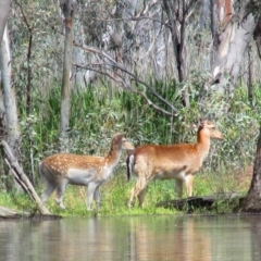 Dama dama (Fallow Deer) at Waugorah, NSW - 5 Oct 2016 by MB