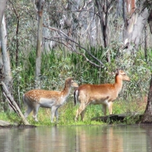 Dama dama at Waugorah, NSW - 5 Oct 2016