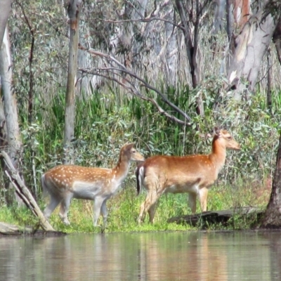 Dama dama (Fallow Deer) at Waugorah, NSW - 5 Oct 2016 by MB