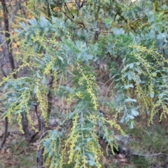 Acacia baileyana (Cootamundra Wattle, Golden Mimosa) at Isaacs Ridge and Nearby - 31 May 2024 by Mike