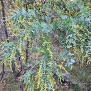 Acacia baileyana at Isaacs Ridge and Nearby - 31 May 2024