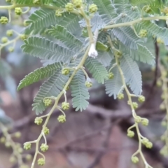 Acacia baileyana at Isaacs Ridge and Nearby - 31 May 2024