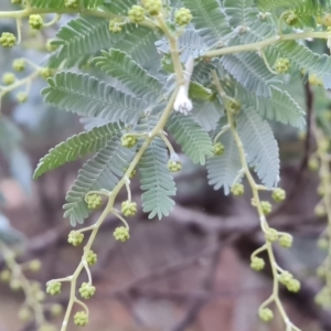 Acacia baileyana at Isaacs Ridge and Nearby - 31 May 2024