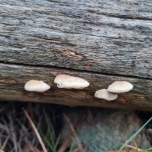 Unidentified Shelf-like to hoof-like & usually on wood at suppressed by Mike