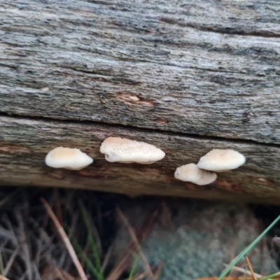 Unidentified Shelf-like to hoof-like & usually on wood at Farrer, ACT - 31 May 2024 by Mike