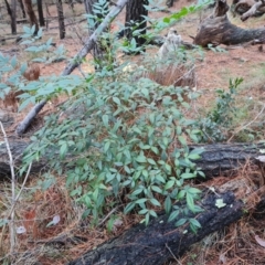 Nandina domestica (Sacred Bamboo) at Isaacs Ridge and Nearby - 31 May 2024 by Mike