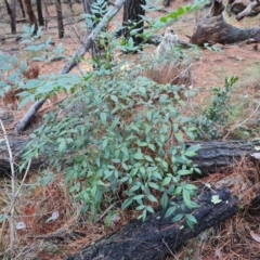 Nandina domestica at Isaacs Ridge - 31 May 2024 by Mike