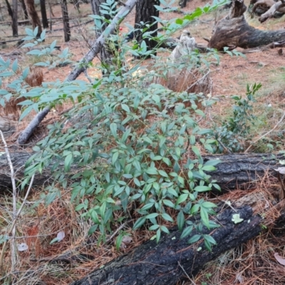 Nandina domestica (Sacred Bamboo) at Isaacs Ridge and Nearby - 31 May 2024 by Mike