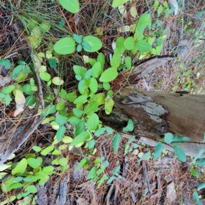 Lonicera japonica (Japanese Honeysuckle) at Isaacs, ACT - 31 May 2024 by Mike