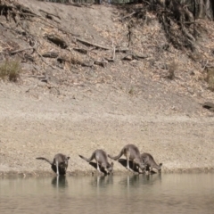 Macropus giganteus at Waugorah, NSW - 4 Apr 2008 by MB