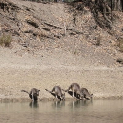 Macropus giganteus (Eastern Grey Kangaroo) at Waugorah, NSW - 4 Apr 2008 by MB