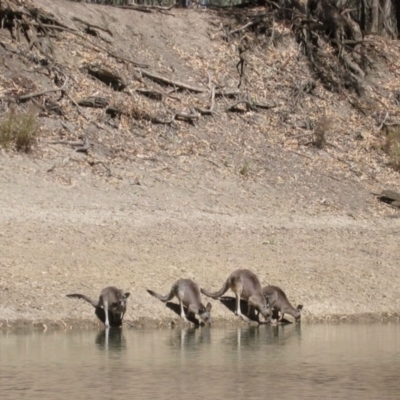 Macropus giganteus at Waugorah, NSW - 4 Apr 2008 by MB