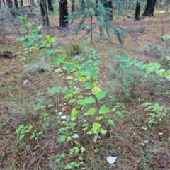 Leycesteria formosa (Himalayan Honeysuckle) at Isaacs, ACT - 31 May 2024 by Mike