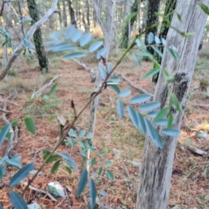 Indigofera australis subsp. australis at Isaacs Ridge and Nearby - 31 May 2024