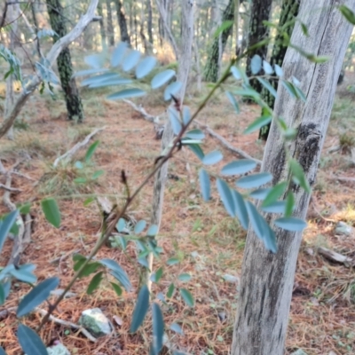 Indigofera australis subsp. australis (Australian Indigo) at Isaacs, ACT - 31 May 2024 by Mike