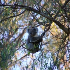 Phascolarctos cinereus (Koala) at Cobram, VIC - 16 Oct 2023 by MB