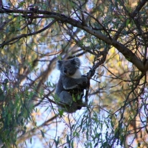 Phascolarctos cinereus at Cobram, VIC - 16 Oct 2023 06:56 PM