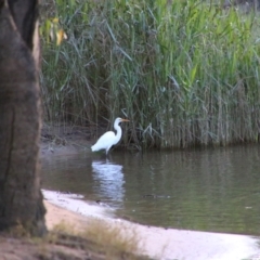 Ardea alba (Great Egret) at Cobram, VIC - 16 Oct 2023 by MB