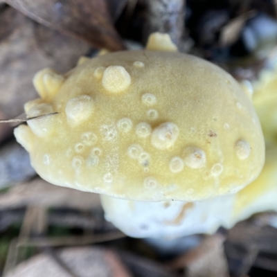 Unidentified Cap on a stem; pores below cap [boletes & stemmed polypores] at Acton, ACT - 27 Apr 2023 by AJB