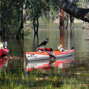 Corvus mellori at Barmah National Park - 20 Oct 2023