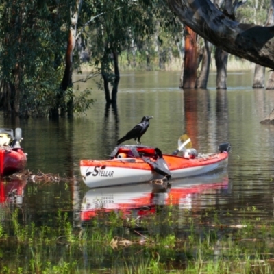 Corvus mellori (Little Raven) at Barmah National Park - 20 Oct 2023 by MB