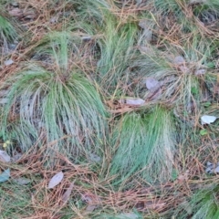 Nassella trichotoma (Serrated Tussock) at Isaacs Ridge and Nearby - 31 May 2024 by Mike