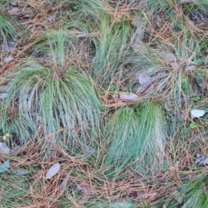 Nassella trichotoma at Isaacs Ridge and Nearby - 31 May 2024