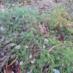 Clematis leptophylla (Small-leaf Clematis, Old Man's Beard) at Isaacs Ridge and Nearby - 31 May 2024 by Mike